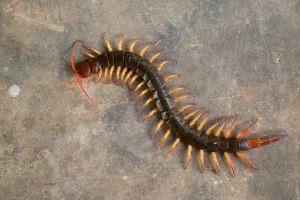 Mengungkap Detail Erek Erek kelabang 2D, 3D, 4D, 2026 - Tafsir Mimpi Kelabang Di Berbagai Belahan Dunia