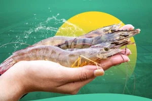 Tafsir Mimpi, Kode Alam, Dan Erek Erek Udang Terbaru 2026! - Daftar Kode Alam Dan Angka Erek Erek Udang 2D 3D 4D