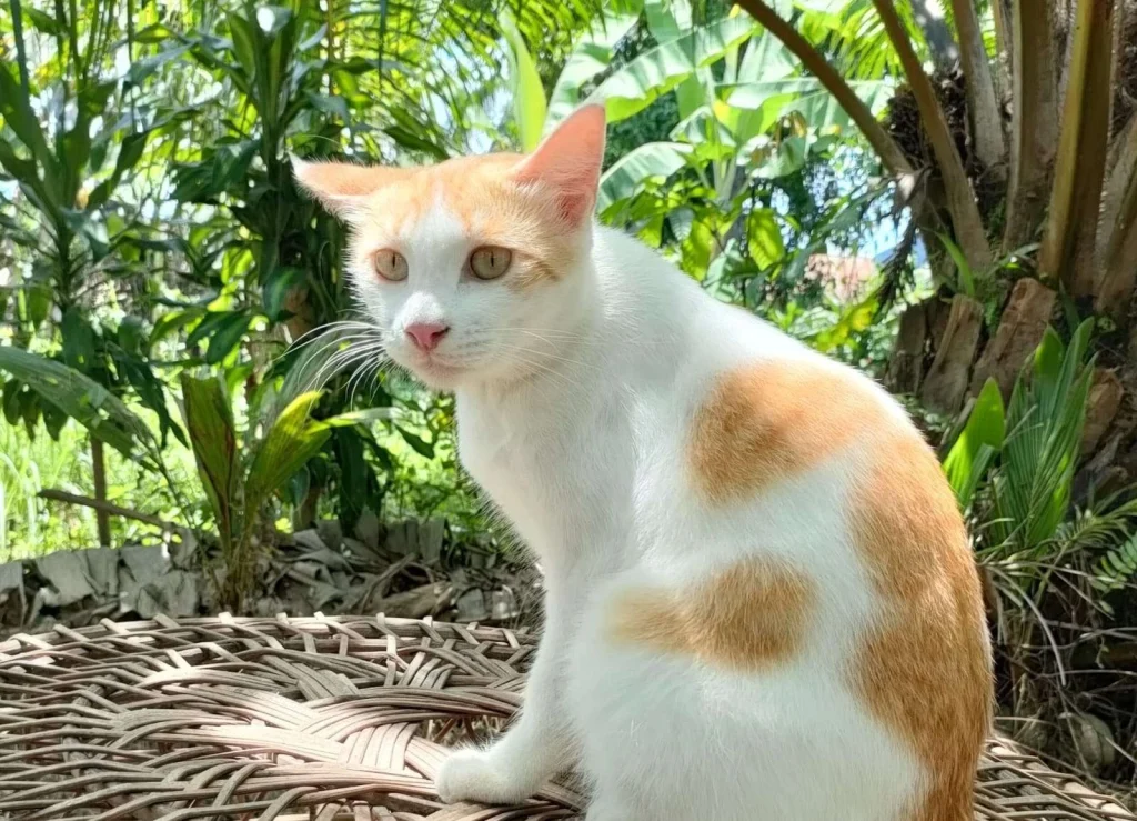 Apa Arti Mimpi Erek Kucing? Kode Alam Dan Angka Terbaru 2026 - Makna Mimpi Kucing Menurut Budaya Dan Psikologi