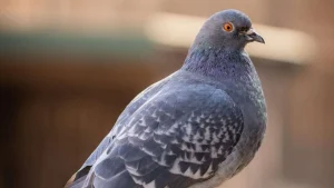 Mimpi Erek Erek Burung Merpati? Angka Main 2D 3D 4D Lengkap! - Kode Alam Dan Angka Main Erek Erek Burung Merpati 2026