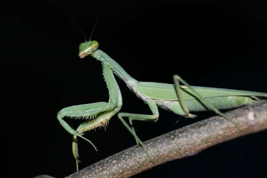 Simak Angka Erek Erek Belalang 4D Dan Kode Alam Terbaru 2026! - Arti Mimpi Belalang Dalam Budaya Psikologi