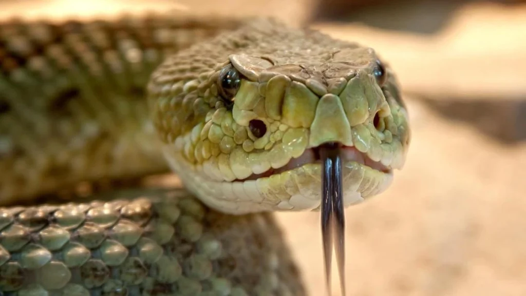 Lengkap! 10 Arti Mimpi Digigit Ular, Mana Punyamu? - Apa Arti Mimpi Digigit Ular Menurut Psikologi?