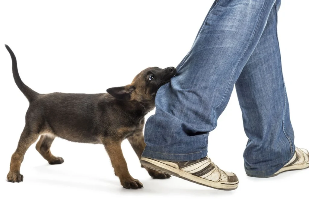 15 Arti Mimpi Digigit Anjing Lengkap, Tanda Baik Atau Buruk? - List 15 Arti Mimpi Digigit Angjing Dan Angka Main 2D 3D 4D