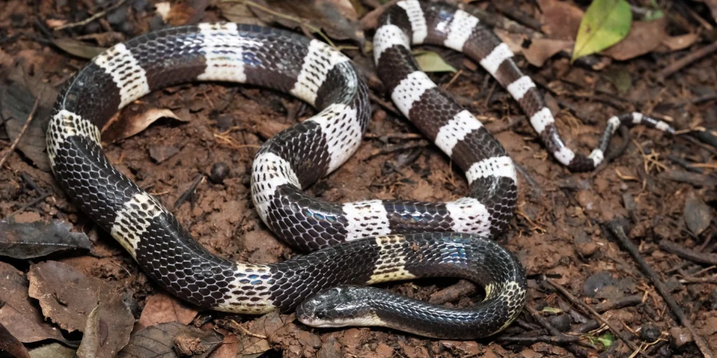 9 Arti Mimpi Dikejar Ular Dan Angka Erek Lengkap, Cek Milikmu! - 9 Arti Mimpi Dikejar Uang Dan Angka Erek 2D 3D 4D